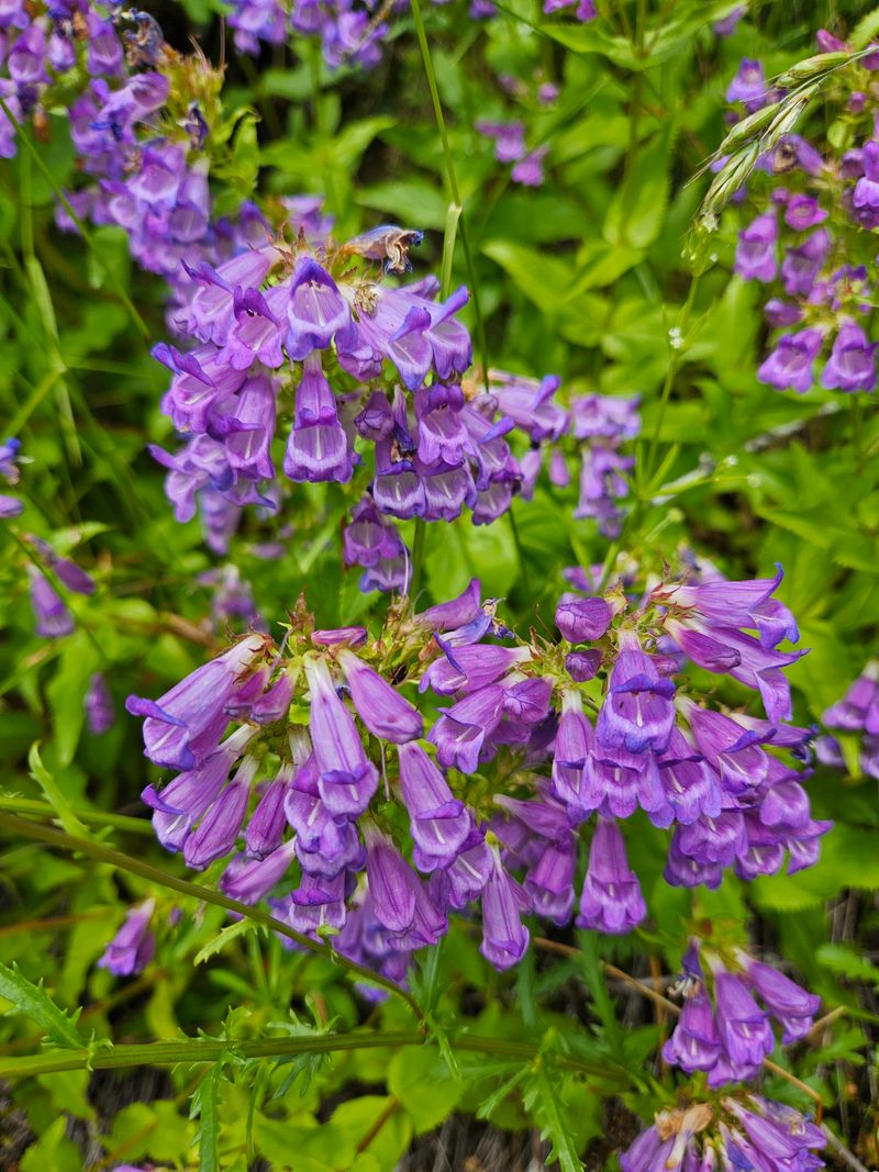 Cascade Penstemon