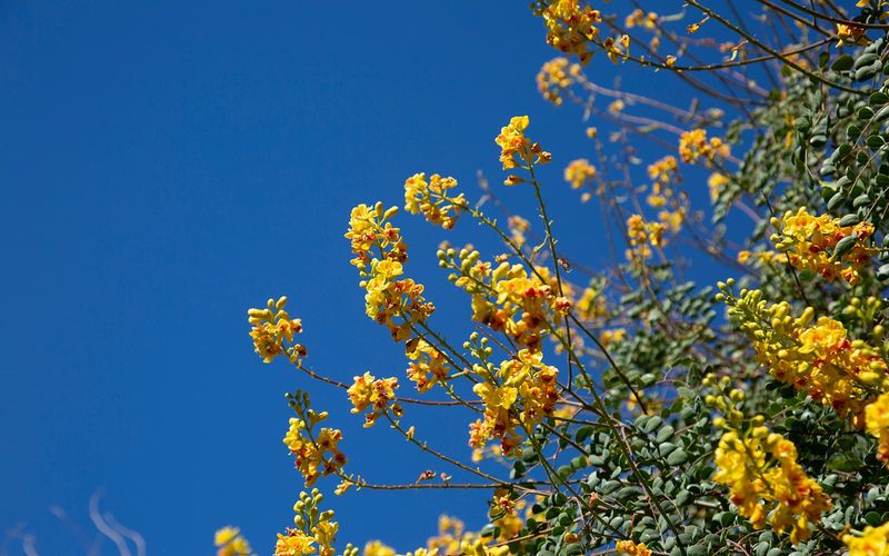 Cascalote Brings Winter-To-Spring Color Cascalote Brings Winter-To-Spring Color