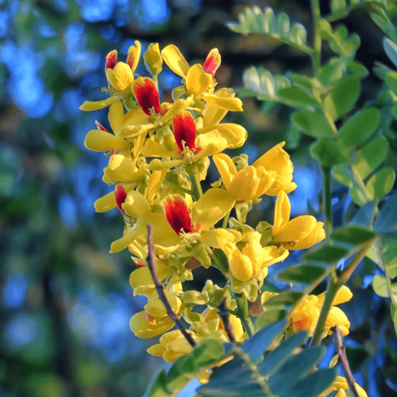 Cascalote Brings Winter-To-Spring Flower Color