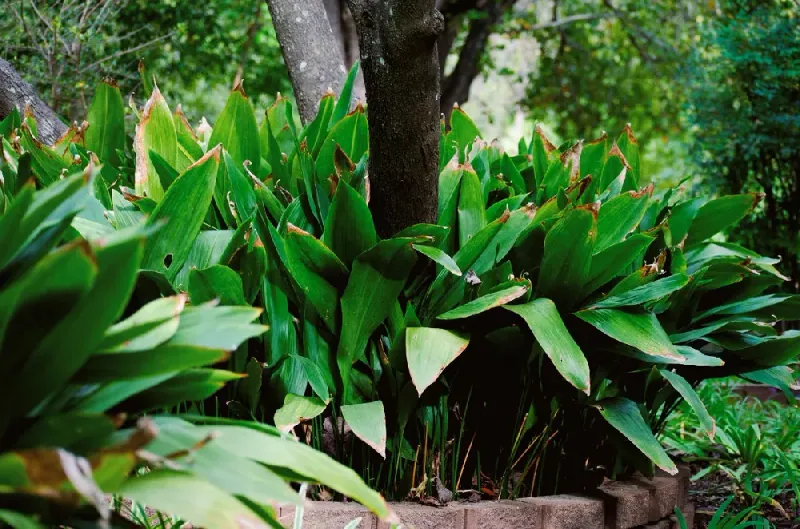 Cast Iron Plant Handles Tough Shade Cast Iron Plant Handles Tough Shade