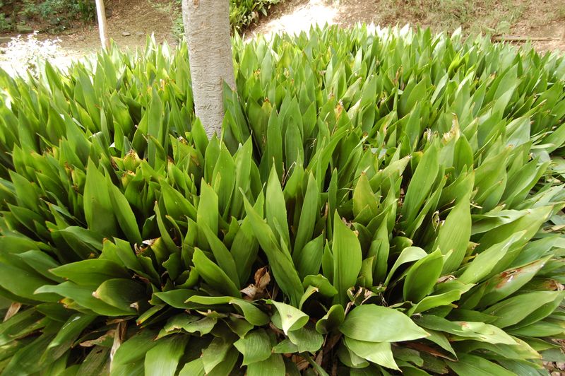 Cast Iron Plant Survives Deep Shade With Polished Leaves