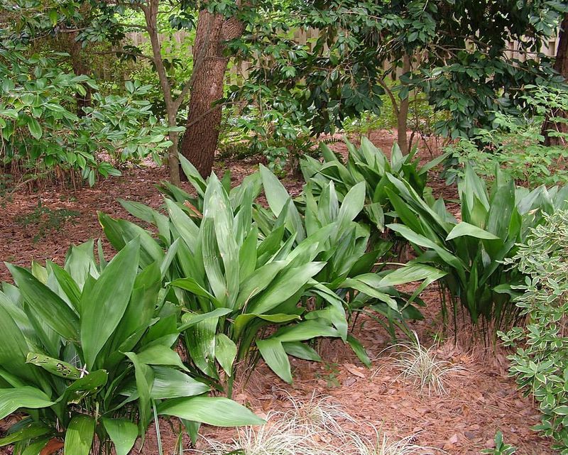 Cast Iron Plant Tolerates Heavy Root Competition Cast Iron Plant Tolerates Heavy Root Competition