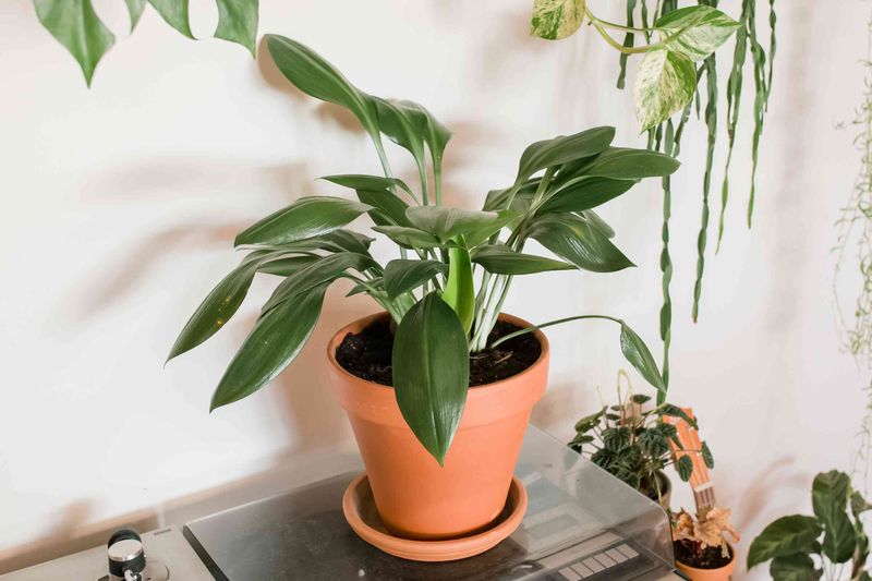 Cast Iron Plant 