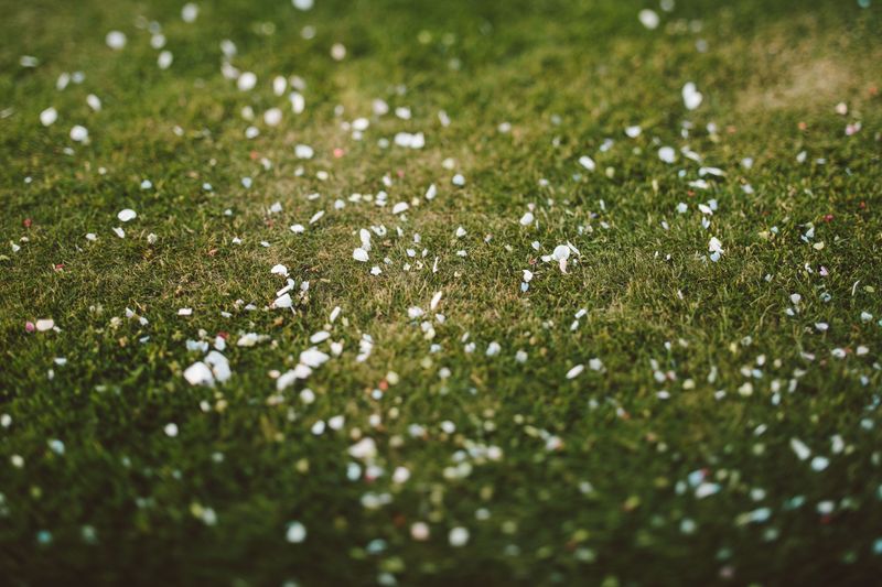 Castor Oil Granules Scattered Across The Lawn Deter Moles Castor Oil Granules Scattered Across The Lawn Deter Moles