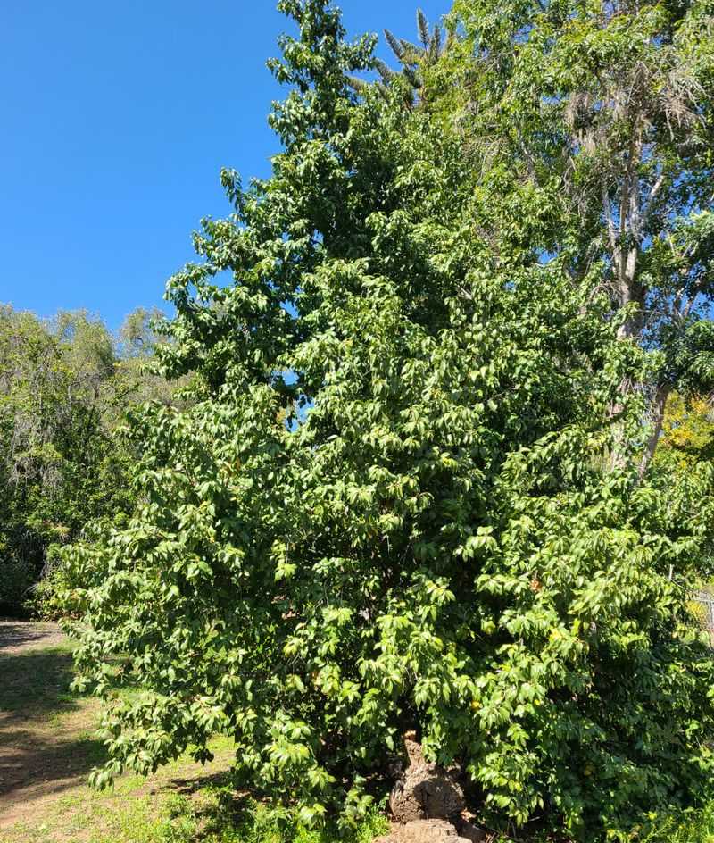 Catalina Cherry Gives Glossy Evergreen Coverage