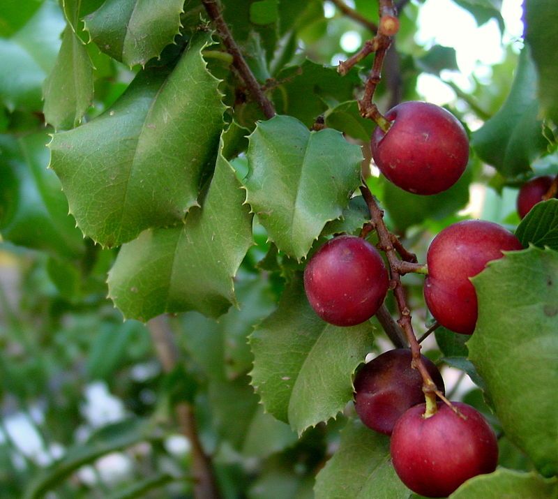 Catalina Cherry