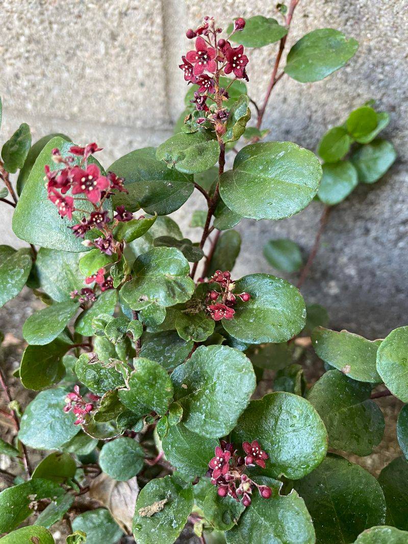 Catalina Perfume Handles Dry Gardens With Glossy Leaves