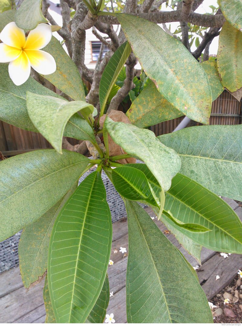 Catch Orange Spots While Blooms Still Have Support Catch Orange Spots While Blooms Still Have Support