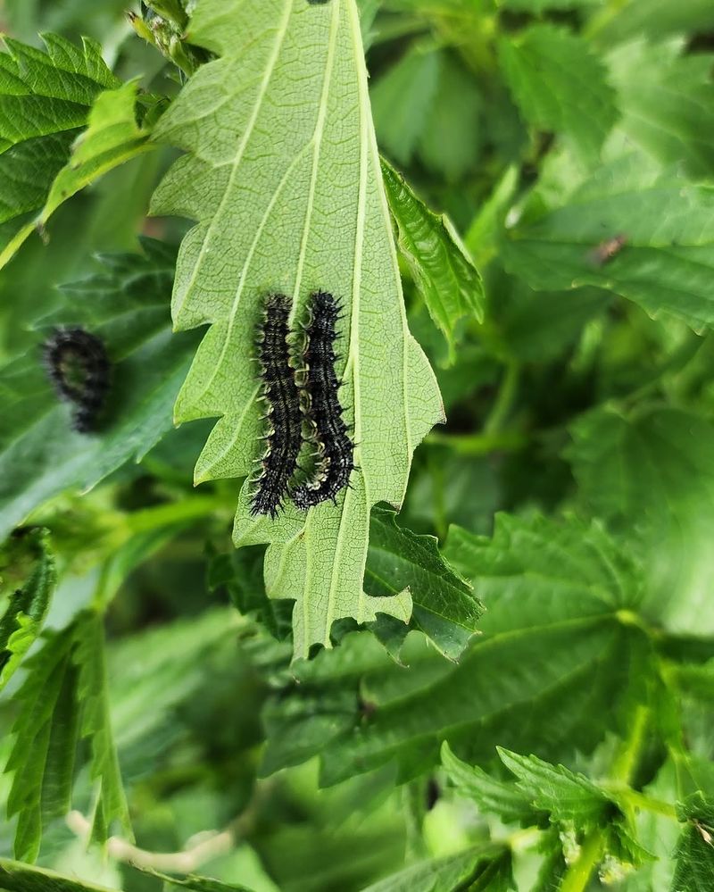 Caterpillar Host Plants May Be Missing Caterpillar Host Plants May Be Missing