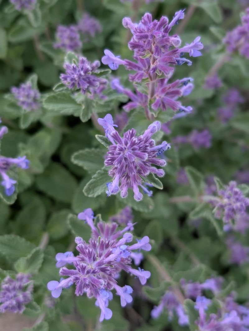Catmint Catmint