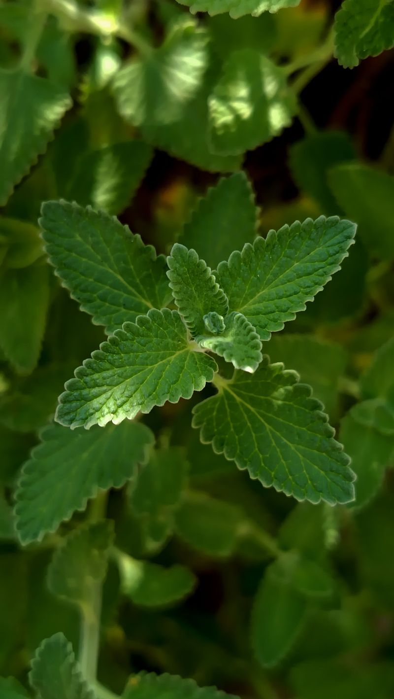 Catmint Catmint