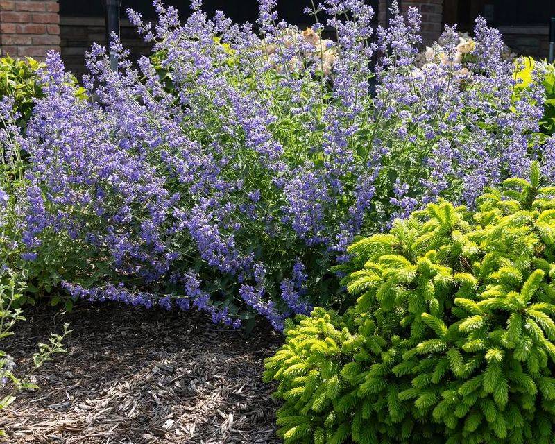 Catmint