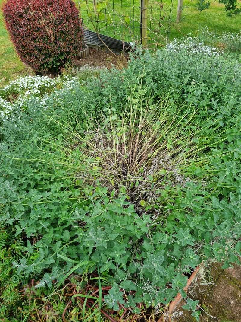 Catmint Can Be Sheared Before It Flops Open Catmint Can Be Sheared Before It Flops Open
