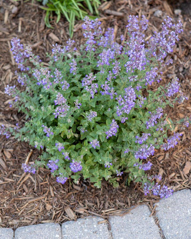 Catmint Can Sprawl In Sunny Spots