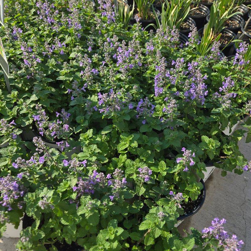 Catmint Delivers Color For Months