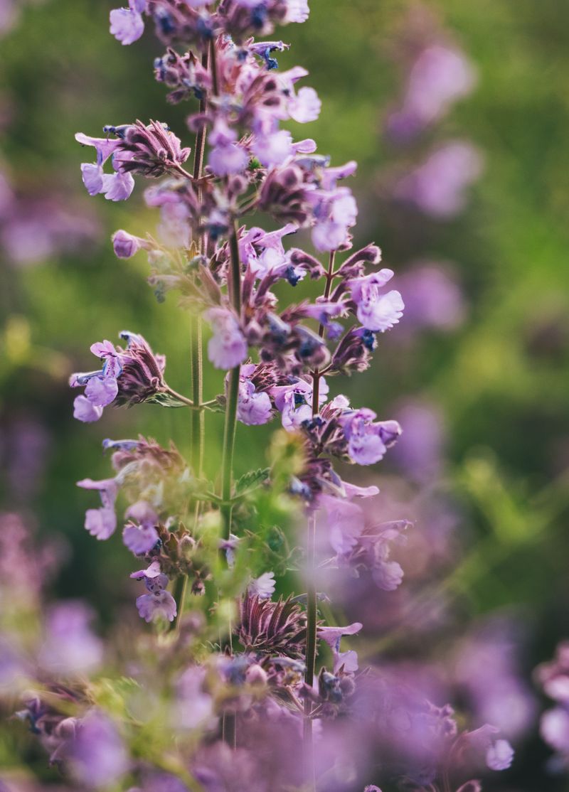 Catmint (Nepeta Racemosa)