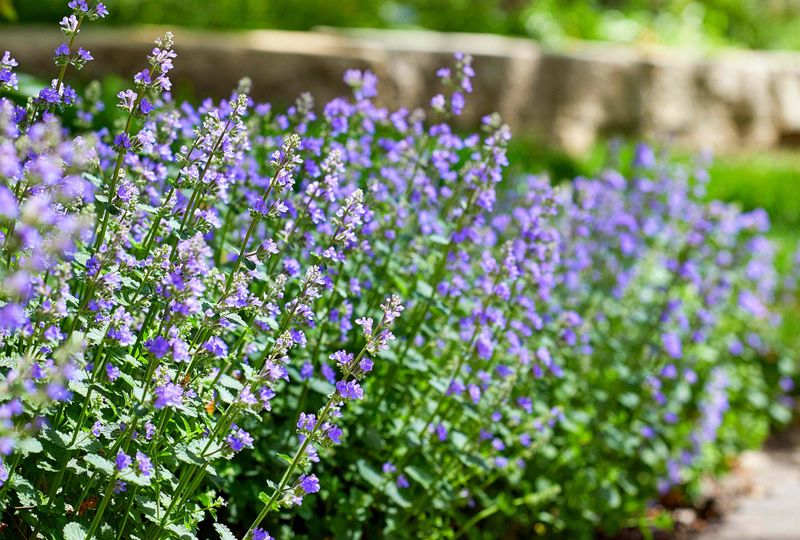 Catmint (Nepeta Spp.)