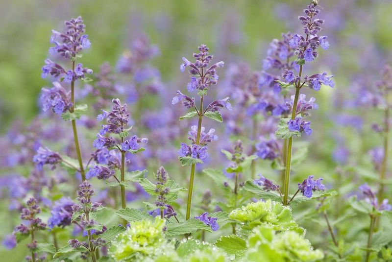 Catmint Responds Well To A June Trim