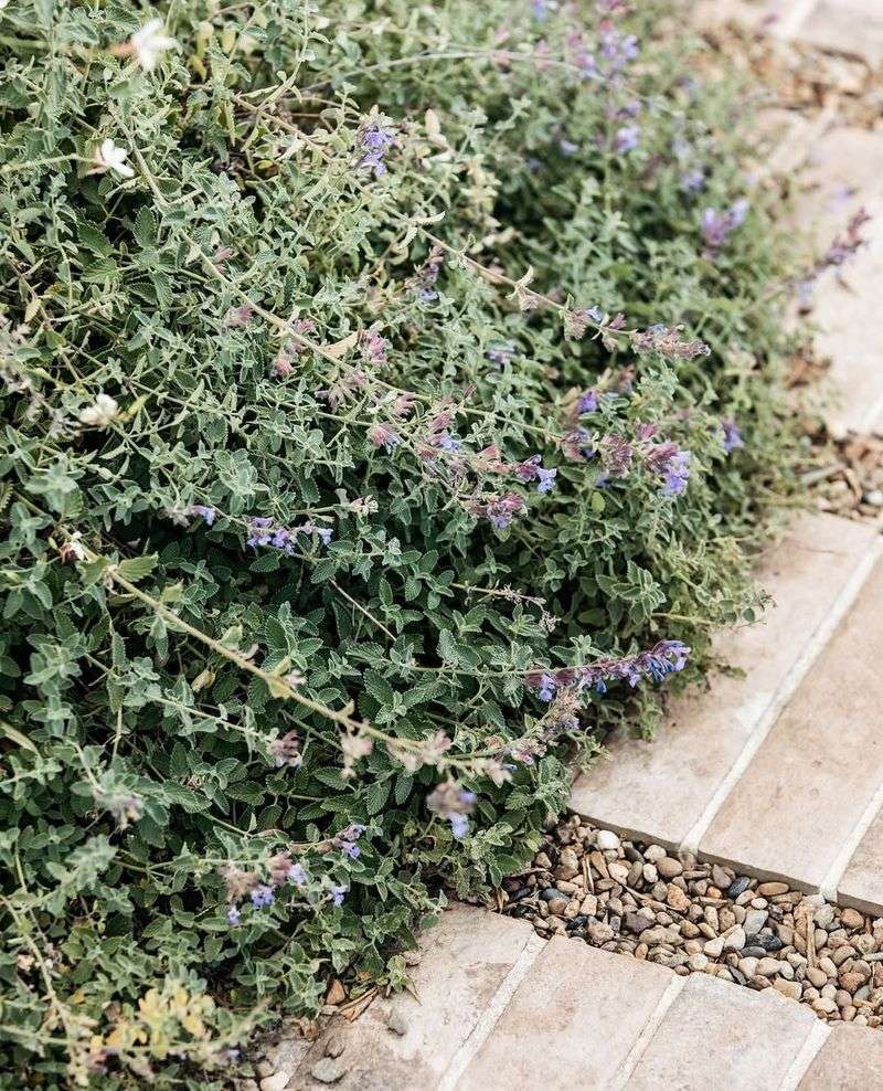 Catmint Spills Over Walkways Once It Blooms