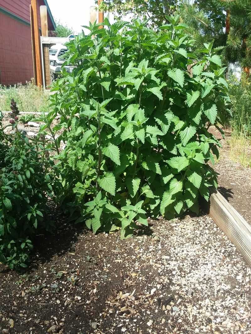 Catnip Catnip