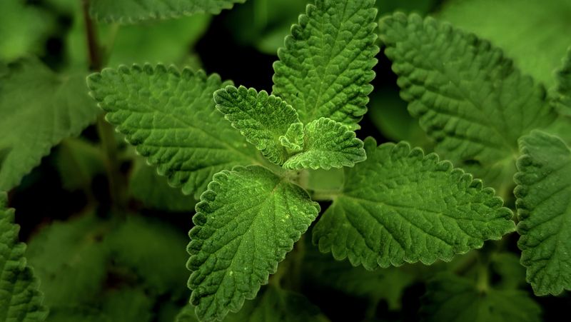 Catnip Catnip