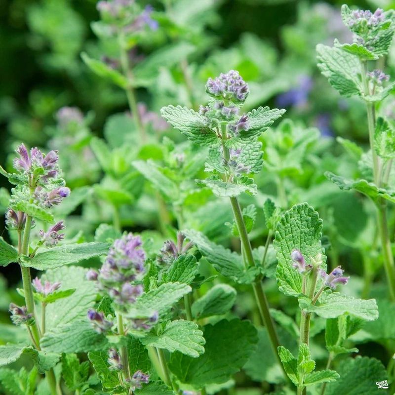 Catnip 