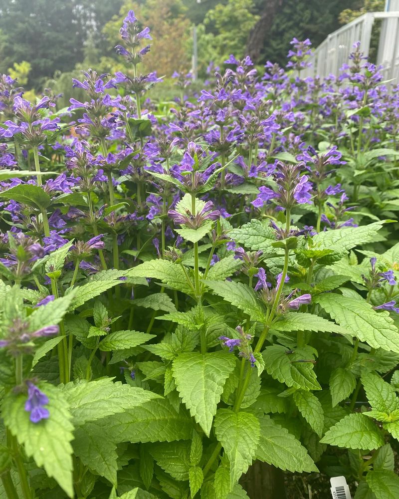 Catnip Offers One Of The Strongest Natural Scents Catnip Offers One Of The Strongest Natural Scents