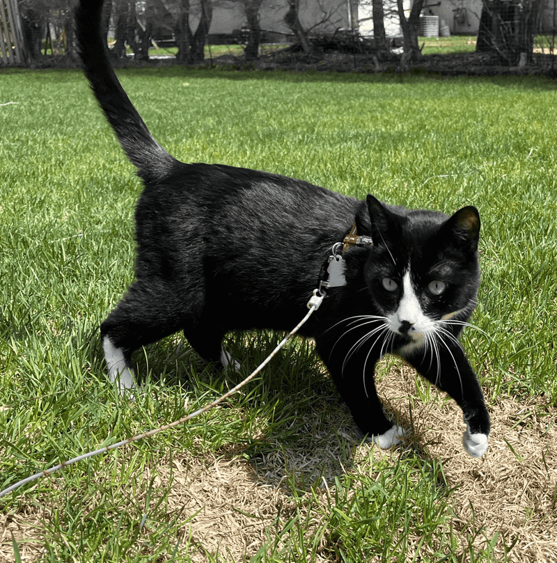 Cats Are A Major Problem For Backyard Lizards Cats Are A Major Problem For Backyard Lizards