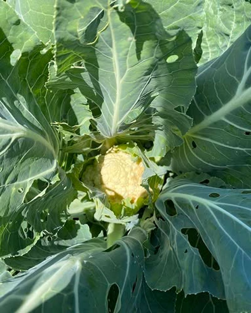 Cauliflower