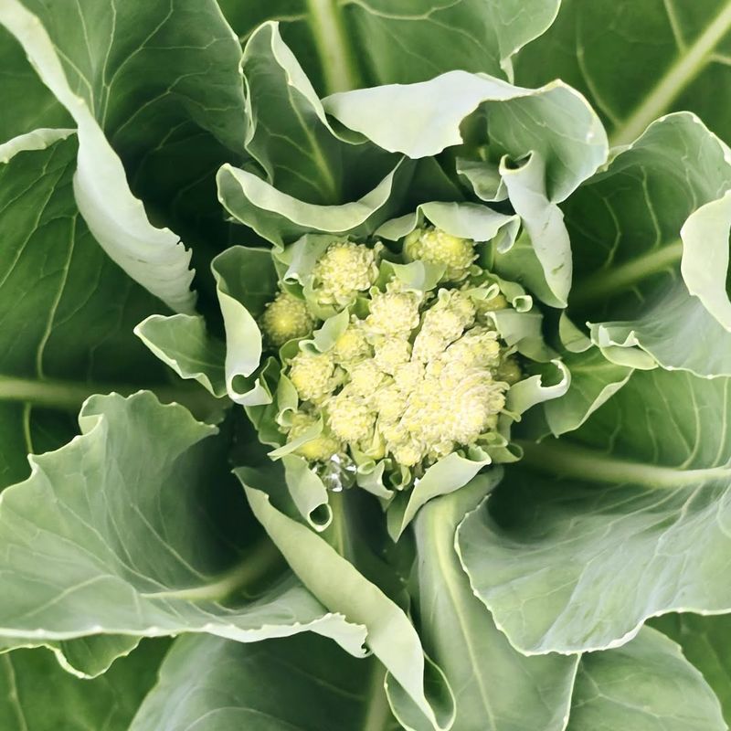 Cauliflower Benefits From Early Planning