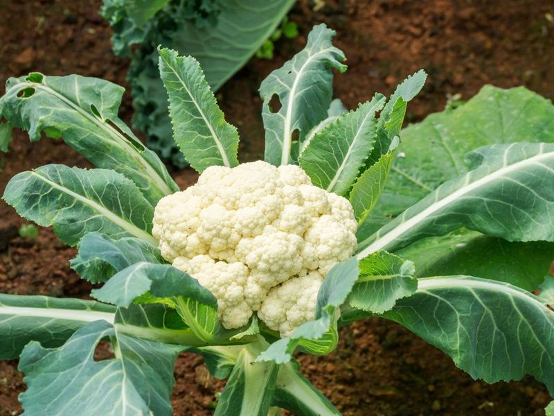 Cauliflower Needs A Steady Midsummer Start