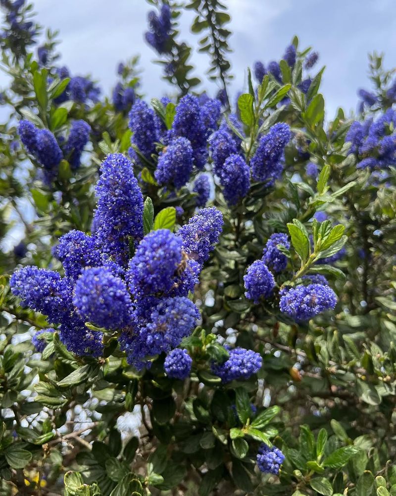 Ceanothus