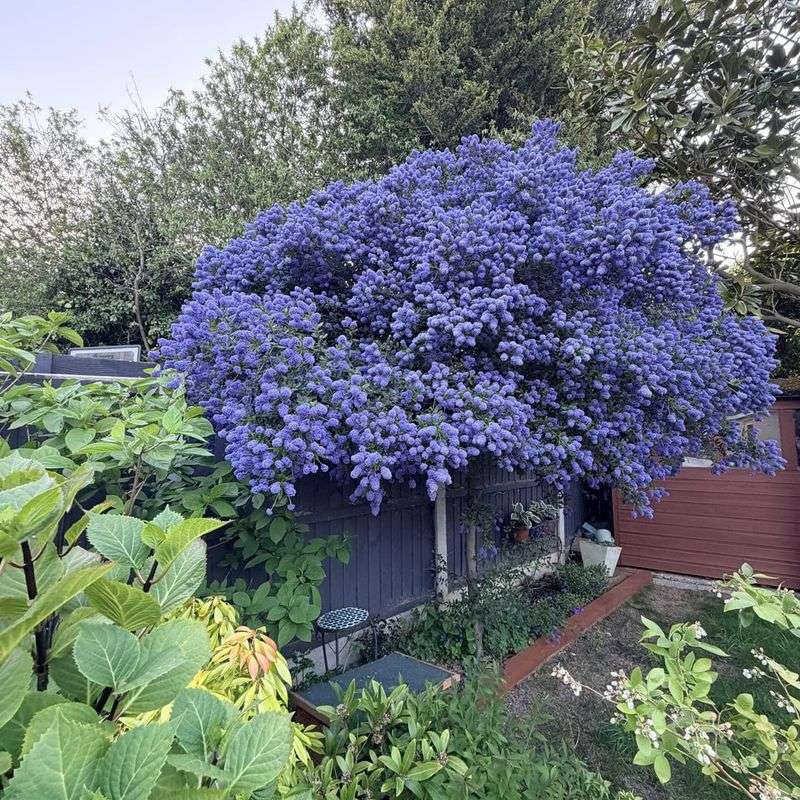 Ceanothus Covers Dry Slopes With Blue Blooms