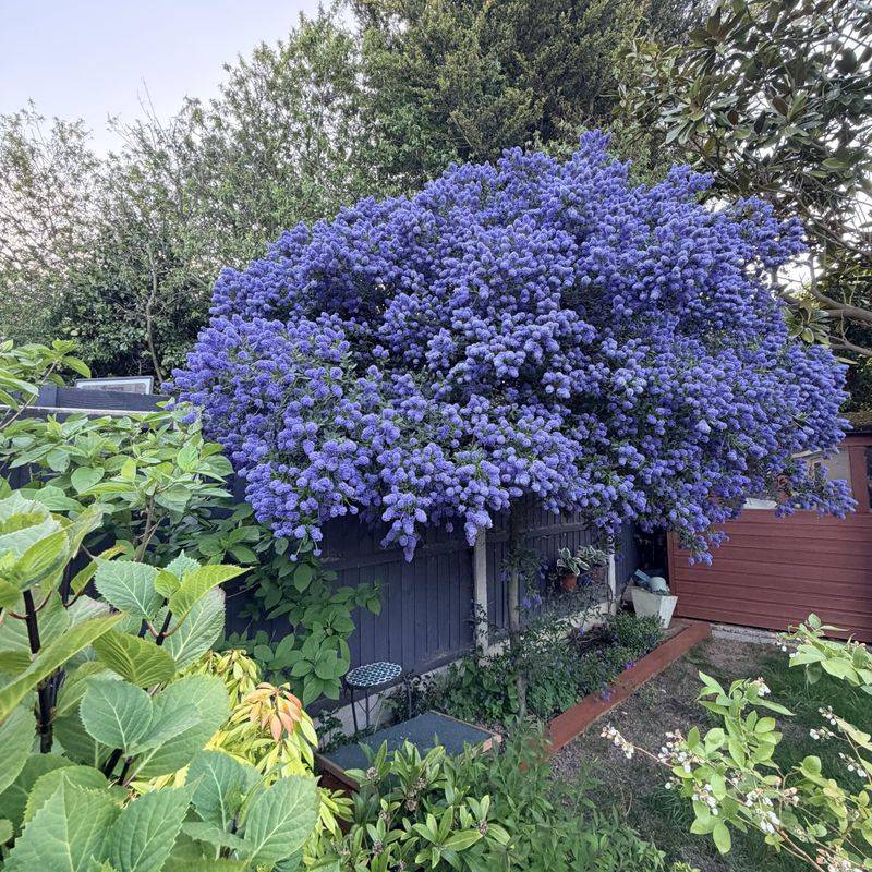 Ceanothus Often Wants A Dry Summer Rest Ceanothus Often Wants A Dry Summer Rest