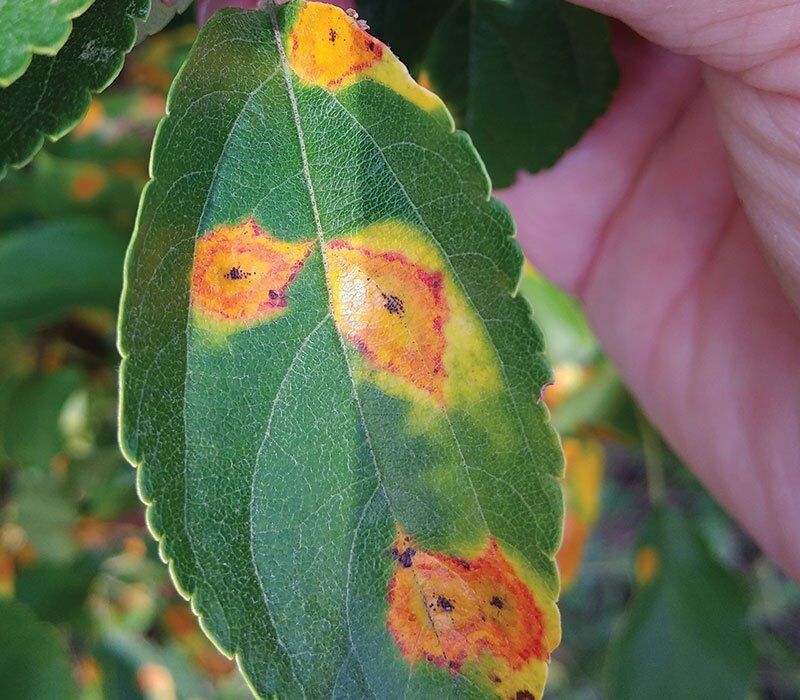 Cedar Apple Rust Leaves Bright Orange Damage Cedar Apple Rust Leaves Bright Orange Damage