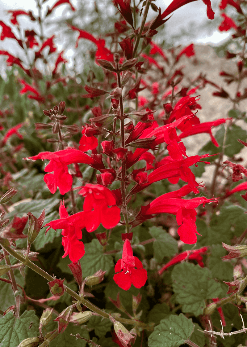 Cedar Sage Adds Color To Central Texas Shade