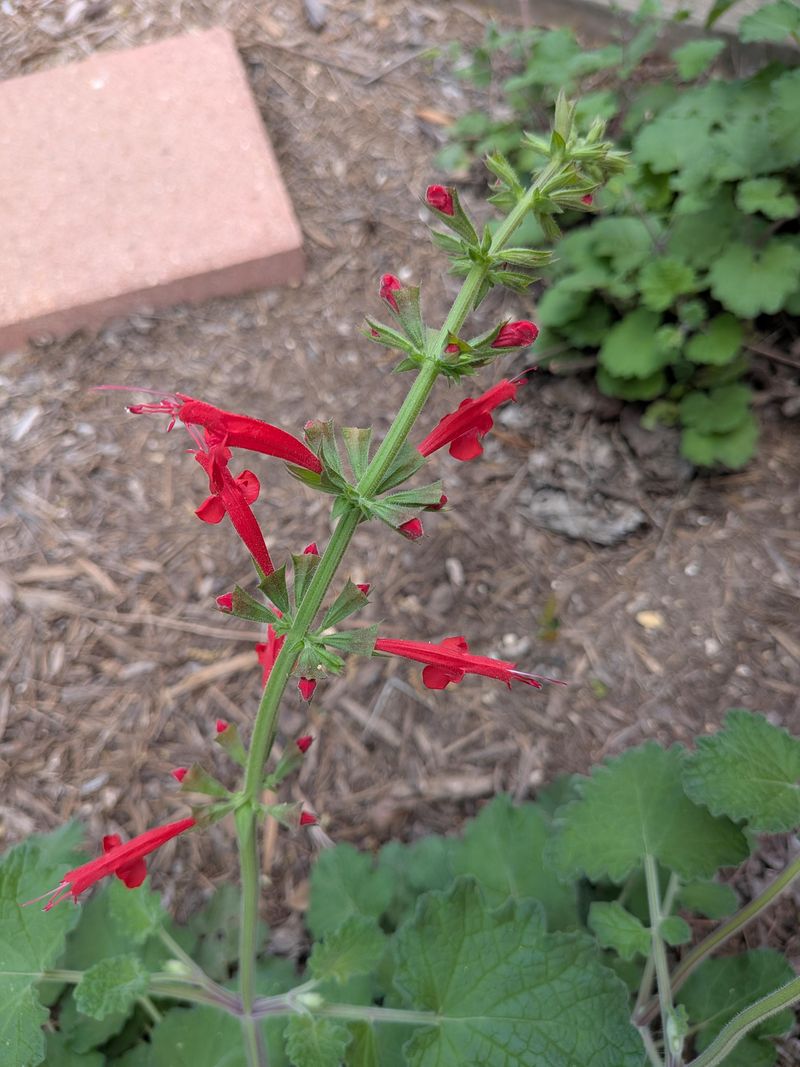 Cedar Sage Brightens Dry Shade