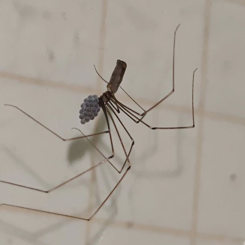 Cellar Spiders Help Control Small Flying Insects Near Patios