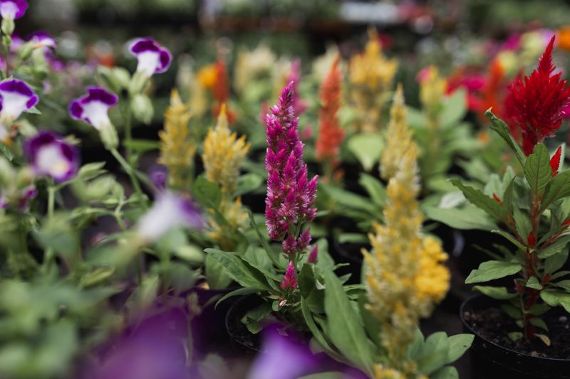 Celosia Celosia