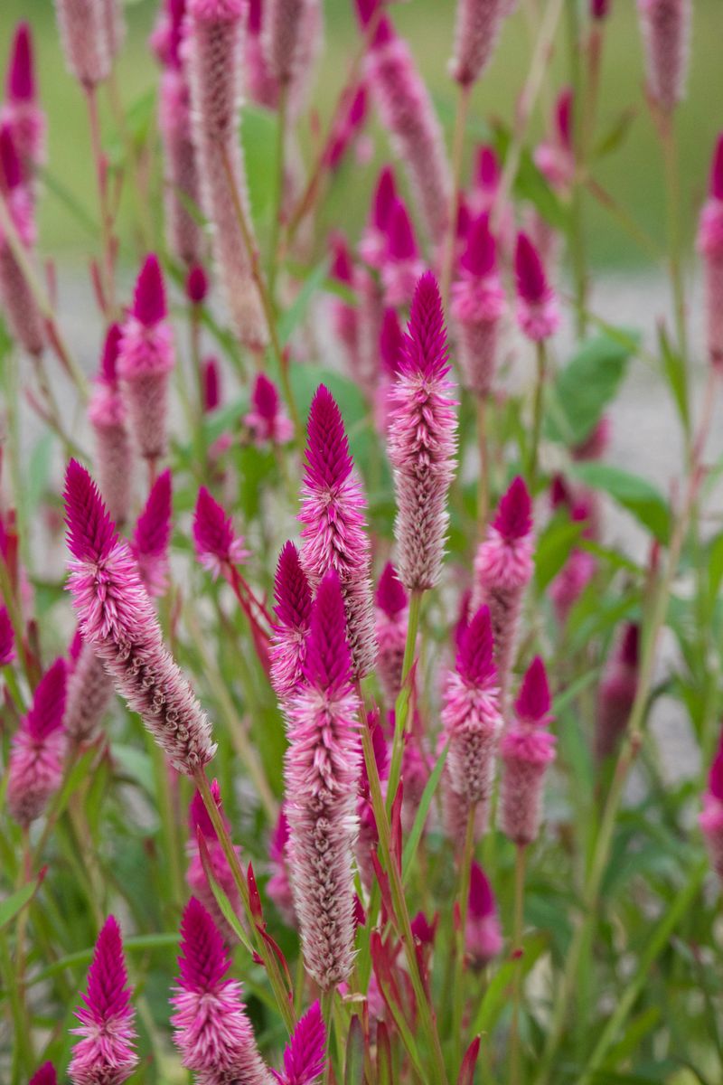 Celosia Celosia