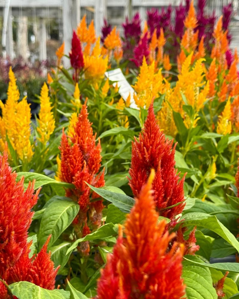 Celosia Celosia