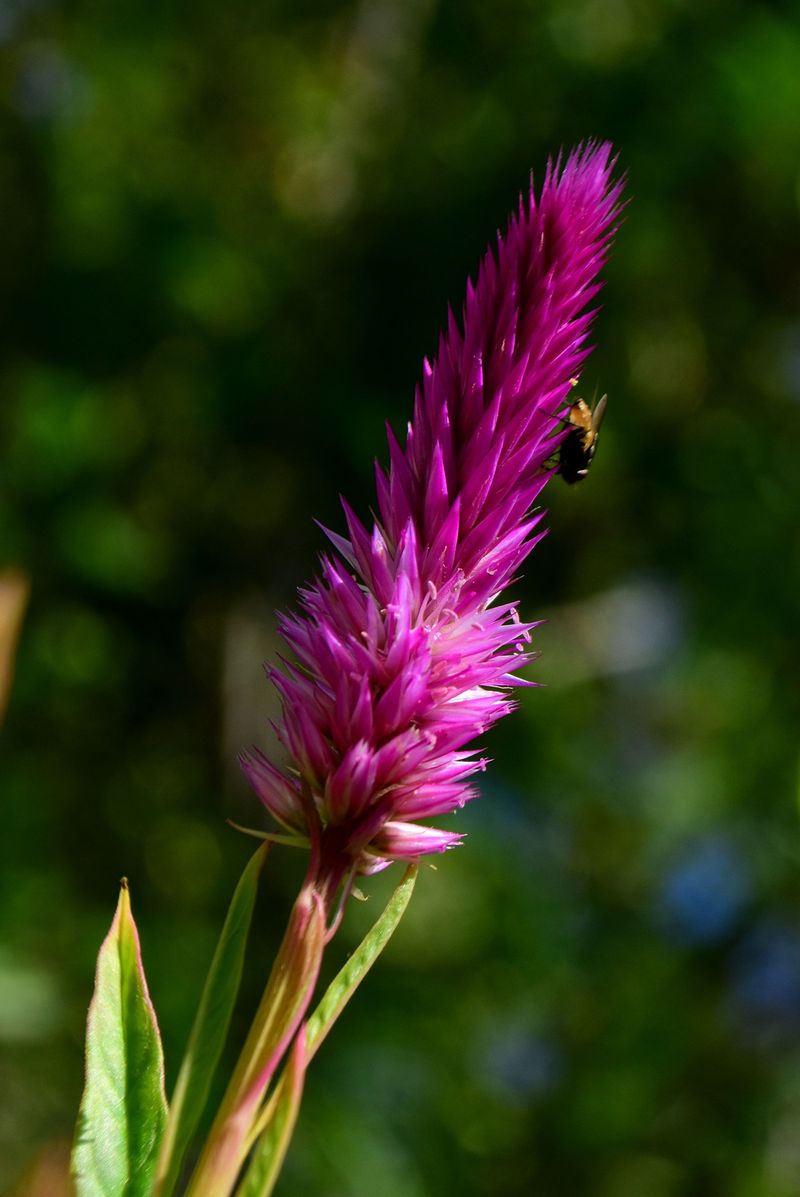 Celosia Celosia