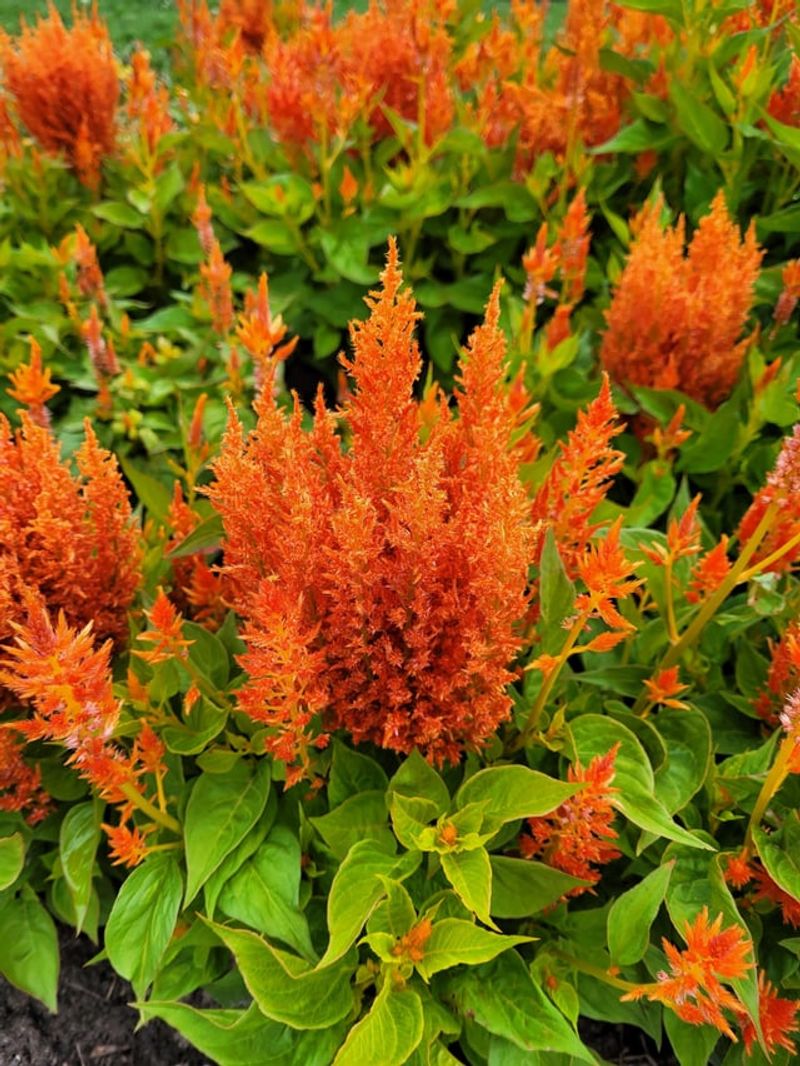 Celosia Adds Bright Color In Hot Beds
