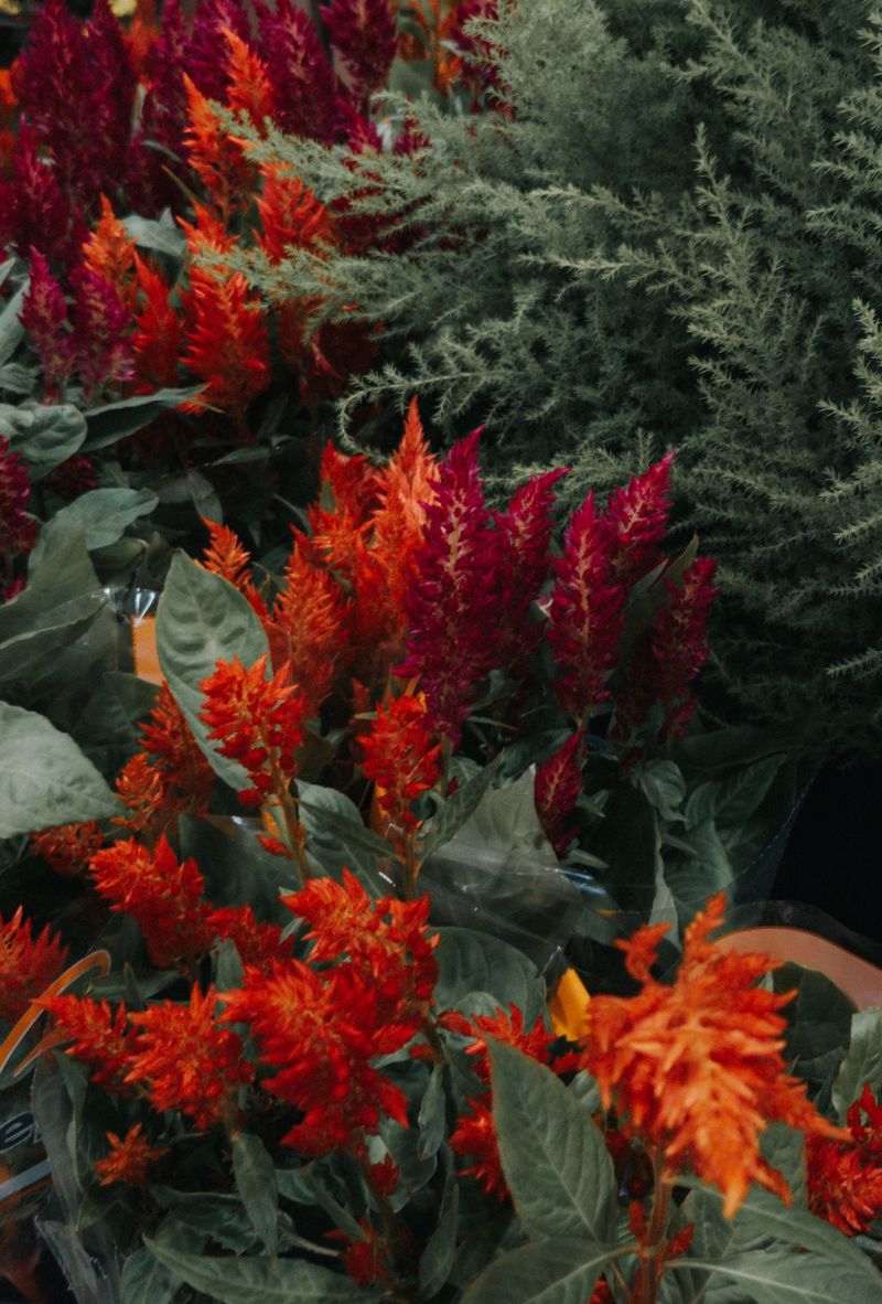 Celosia Brings Texture And Serious Vase Life To The Mix Celosia Brings Texture And Serious Vase Life To The Mix