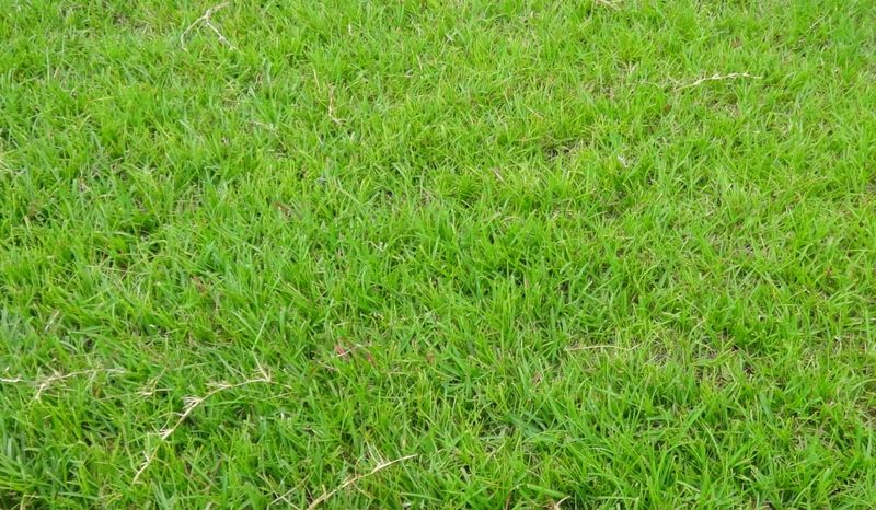 Centipedegrass Performs Well In Lean Soils