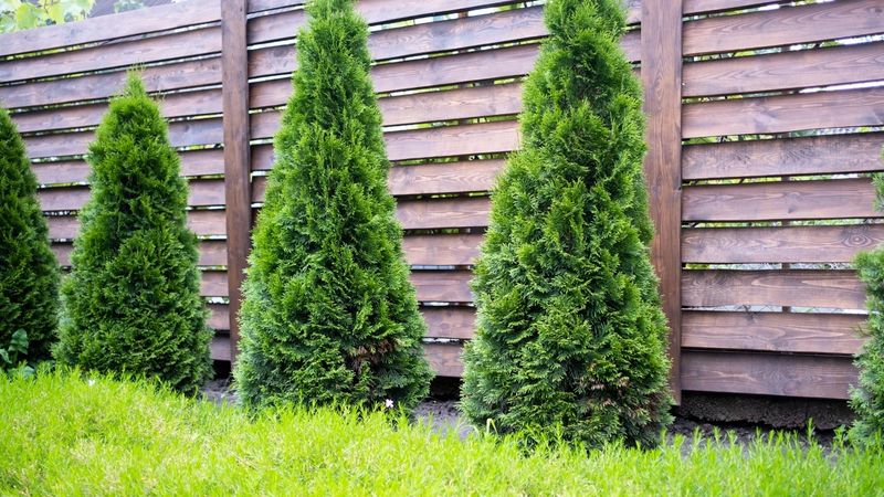 Certain Shrubs Are More Vulnerable Than Others
