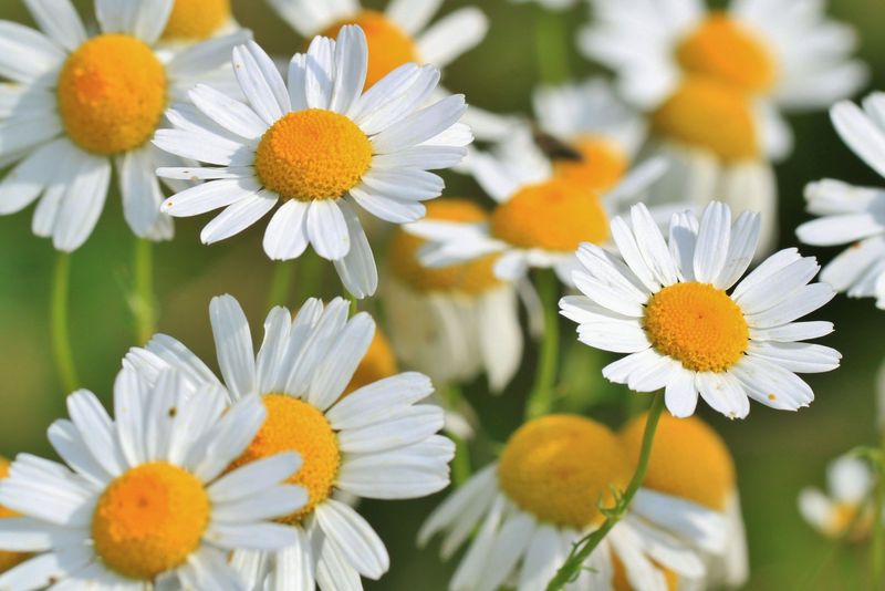 Chamomile (Matricaria Chamomilla)