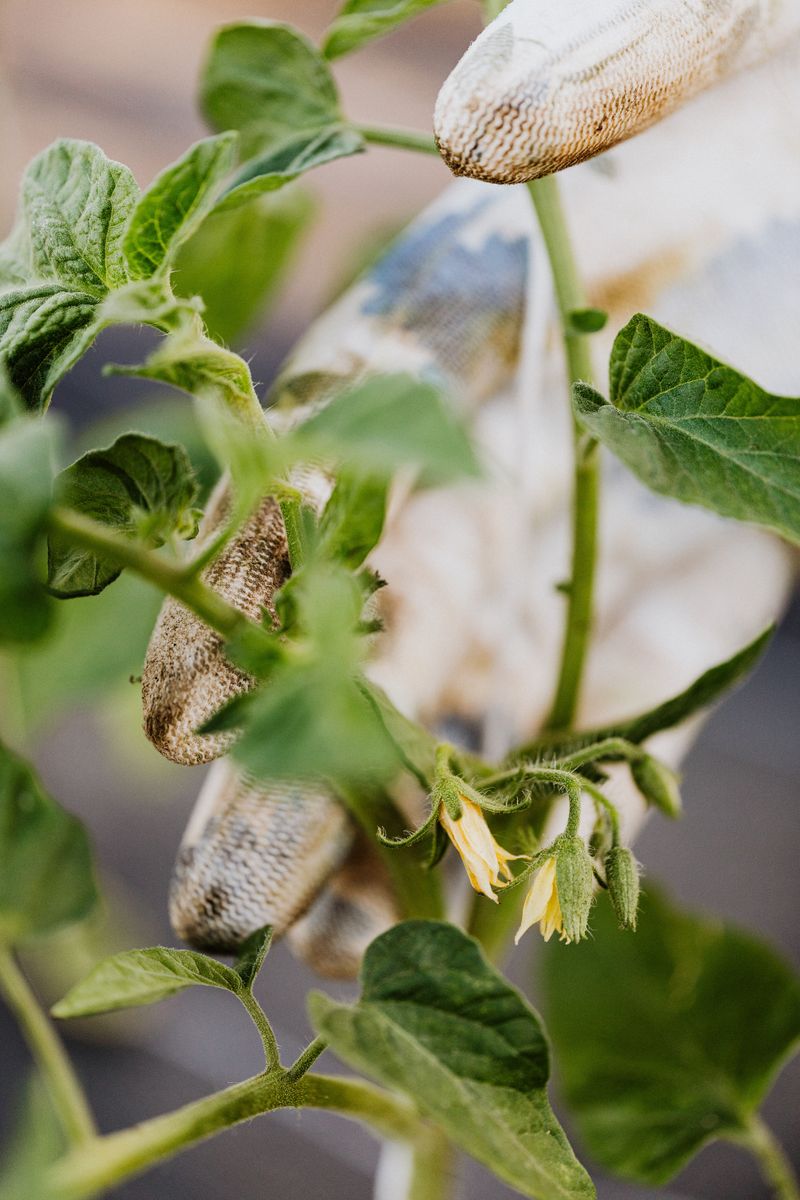 Change Your Fertilizer Once Flowers Appear