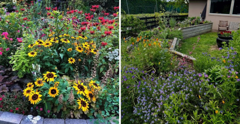 Chaos Gardening May Look Carefree But North Carolina Gardeners Know It Still Takes Work