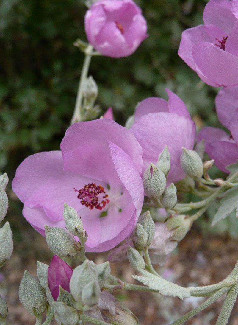 Chaparral Mallow Gives Agapanthus Beds A Softer Native Bloom